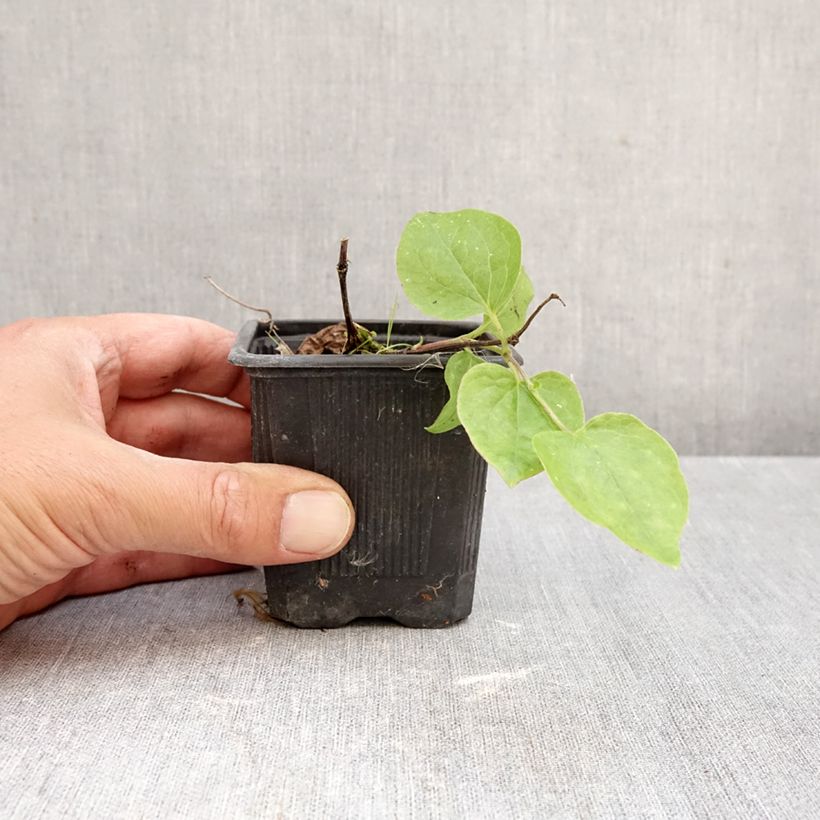 Ejemplar de Clematis Général Sikorski Maceta de 8/9 cm entregado en otoño