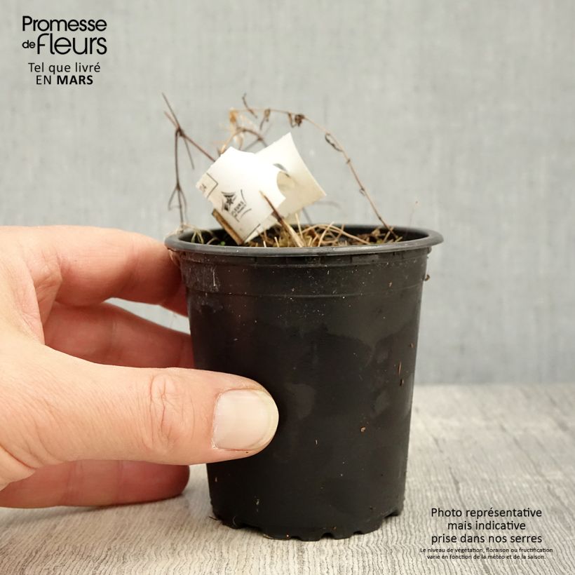 Clematis Hagley hybride Maceta de 8/9 cm Ejemplar entregado en la primavera