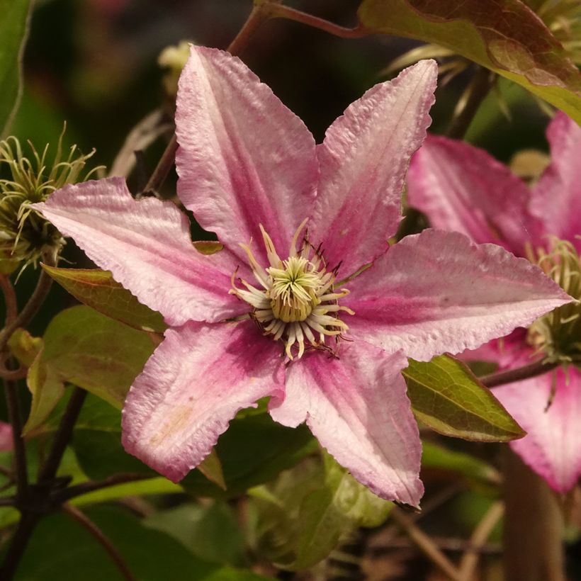 Clematis Hanagurama (Floración)
