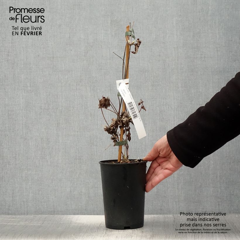 Clematis I am Red Robin Maceta 2L/3L Ejemplar entregado en invierno