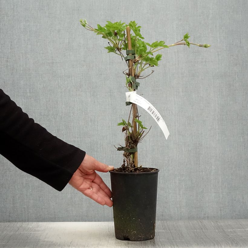 Clematis I am Red Robin Maceta 2L/3L Ejemplar entregado en la primavera