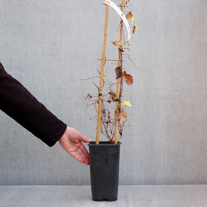 Ejemplar de Clematis Ice Crystal Maceta 1,5L/2L entregado en otoño