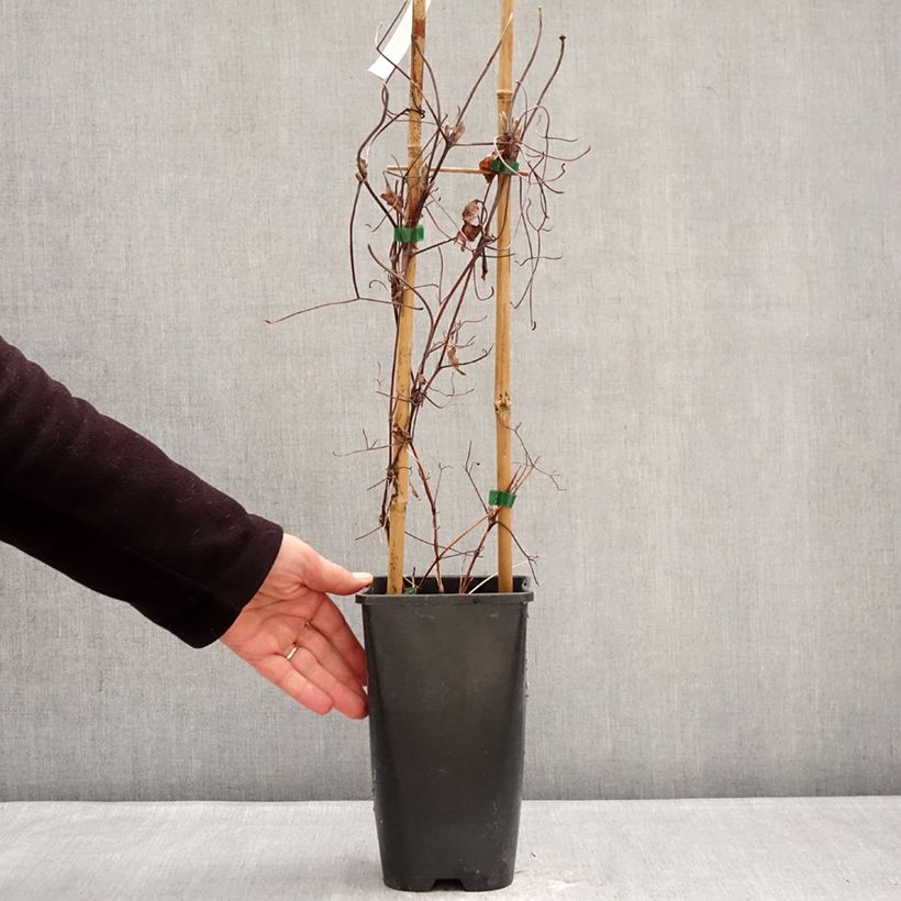 Clematis Ice Crystal Maceta 1,5L/2L Ejemplar entregado en invierno