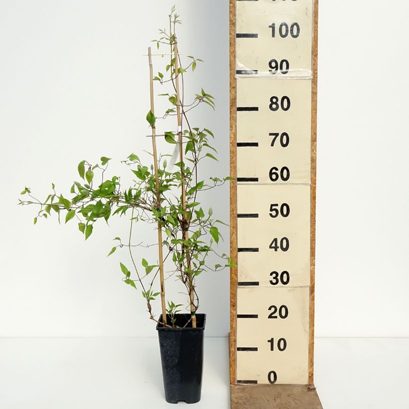 Clematis Ice Crystal Maceta 1,5L/2L Ejemplar entregado en la primavera