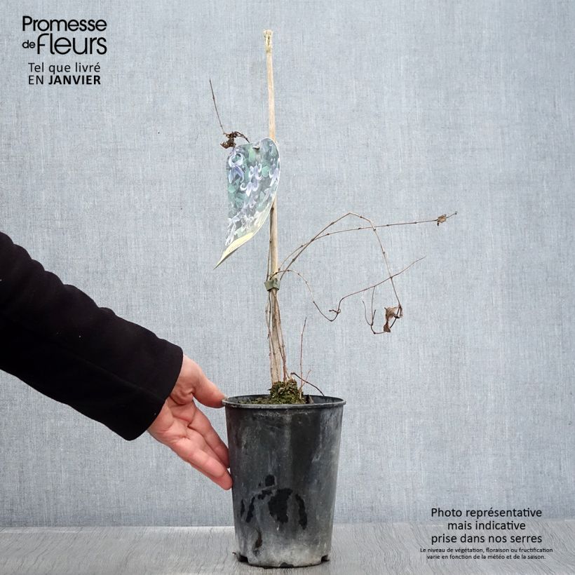 Clematis integrifolia - Clemátide Maceta 2L/3L Ejemplar entregado en invierno