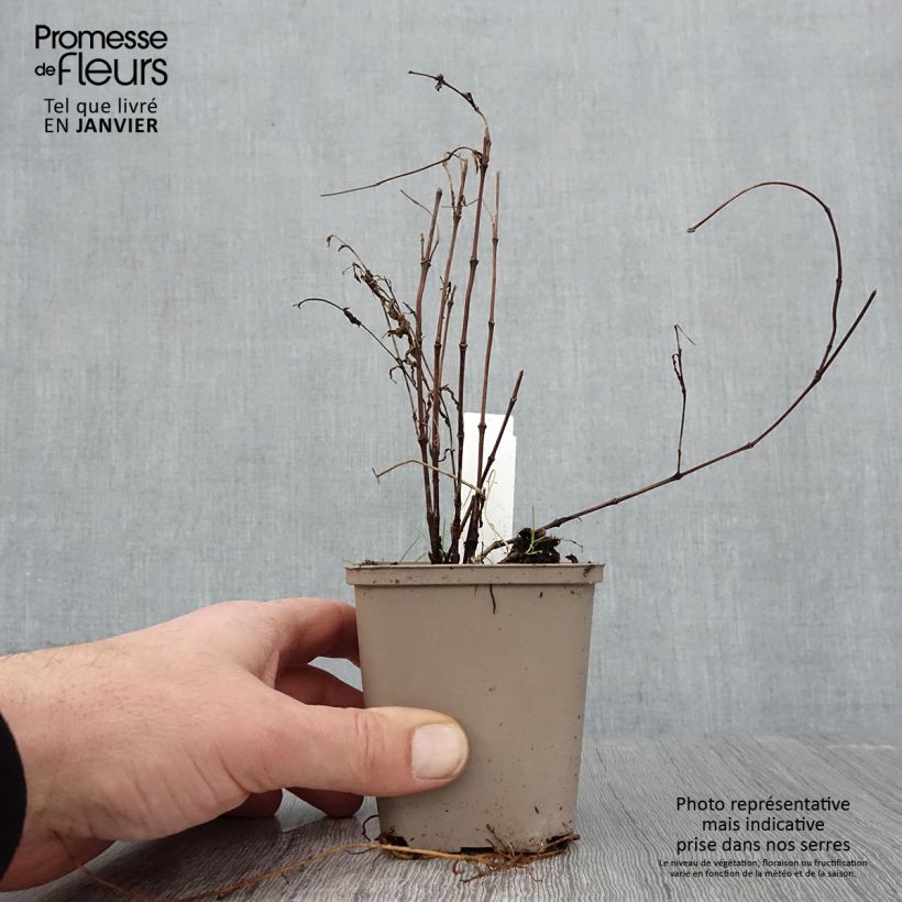 Clematis integrifolia - Clemátide Maceta de 8/9 cm Ejemplar entregado en invierno