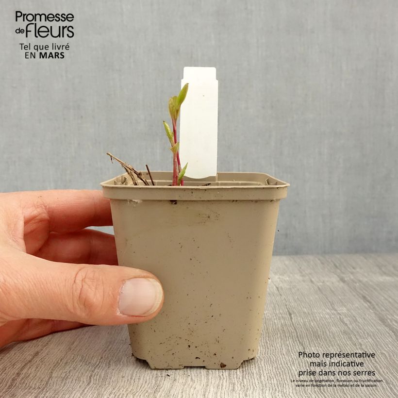 Clematis integrifolia - Clemátide Maceta de 8/9 cm Ejemplar entregado en la primavera