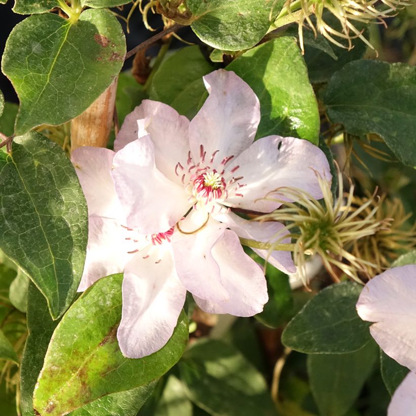 Clematis Ivan Olsson (Floración)