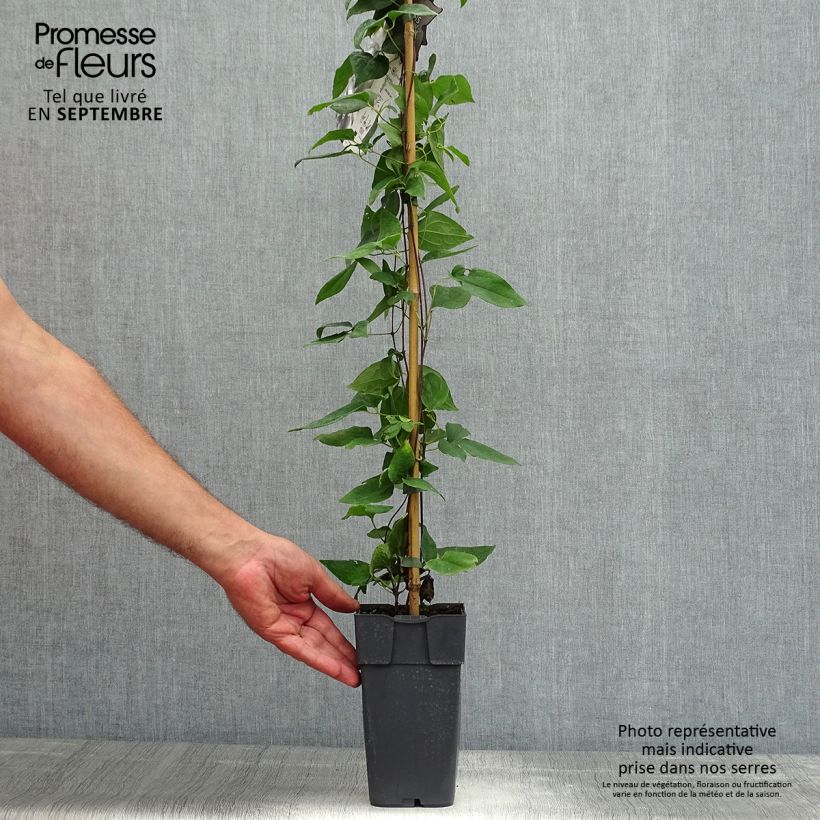 Ejemplar de Clematis jackmanii Alba Maceta 2L/3L entregado en verano