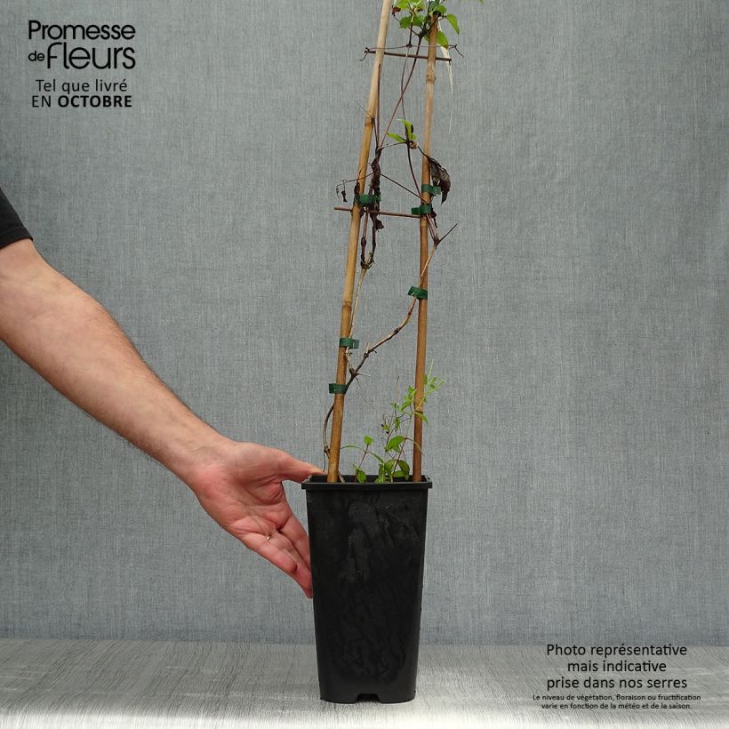 Ejemplar de Clematis jackmanii Superba Maceta 2L/3L entregado en otoño
