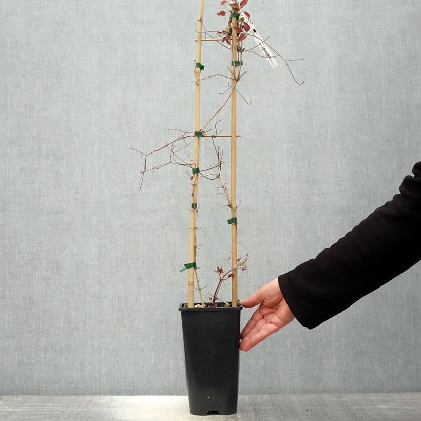 Clematis Jan Pawel II Maceta 2L/3L Ejemplar entregado en la primavera