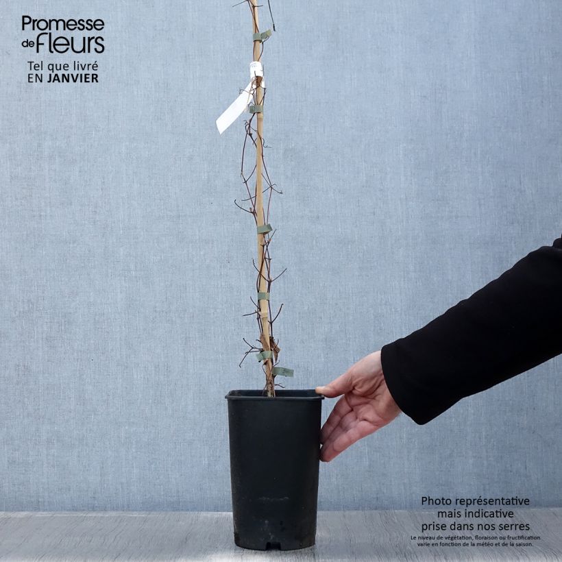 Clematis Joséphine Maceta 2L/3L Ejemplar entregado en invierno