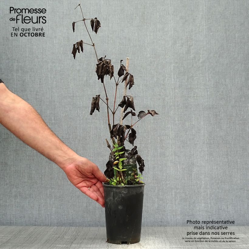 Ejemplar de Clematis jouiniana Robert Brydon Maceta 2L/3L entregado en otoño