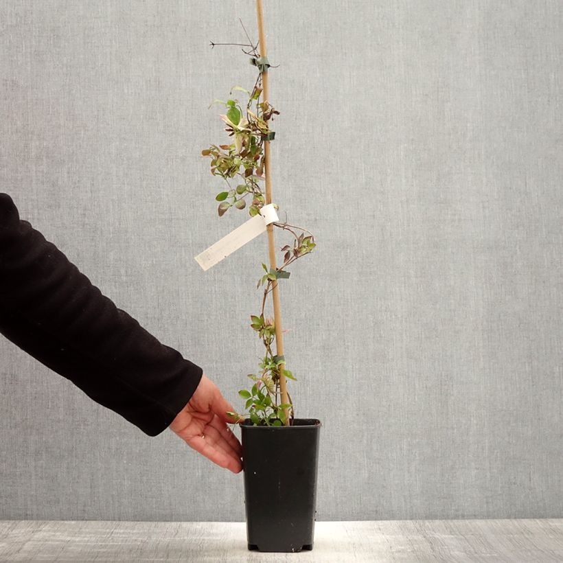 Clematis Kaiser Maceta 2L/3L Ejemplar entregado en la primavera