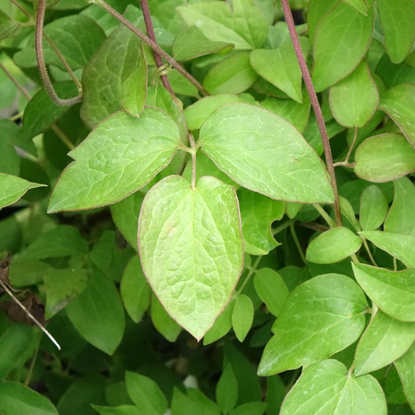 Clematis Kiri Te Kanawa (Follaje)