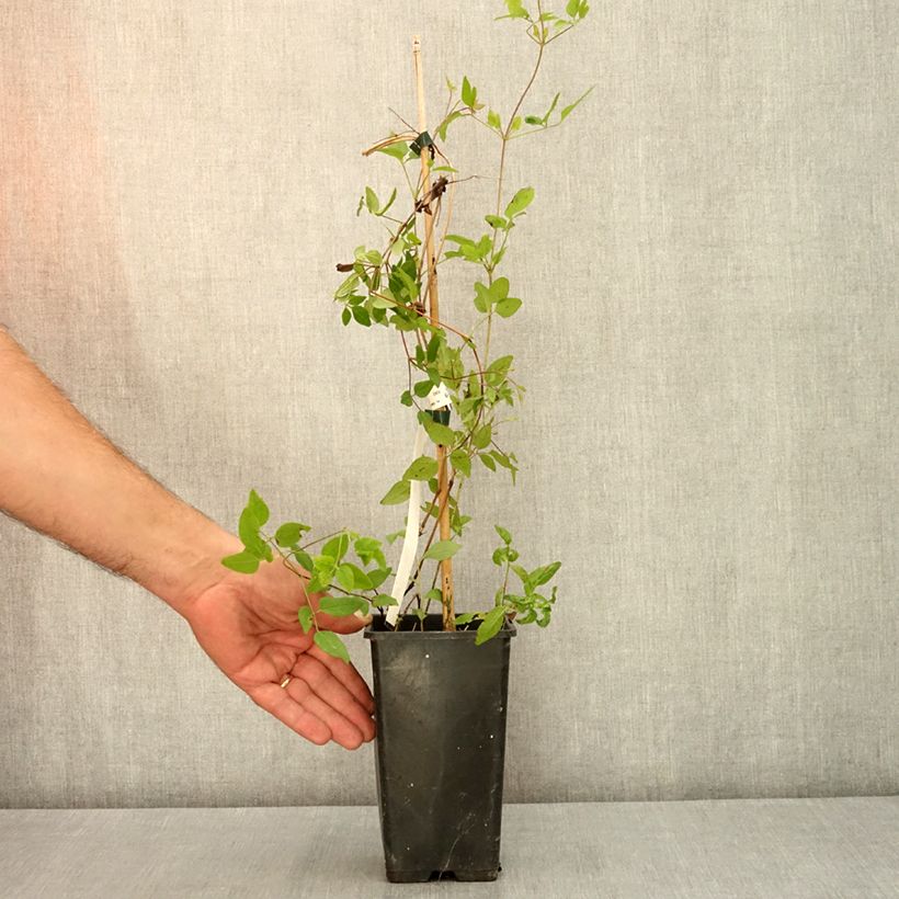 Ejemplar de Clematis Kokonoe Maceta 1L/1,5L entregado en verano
