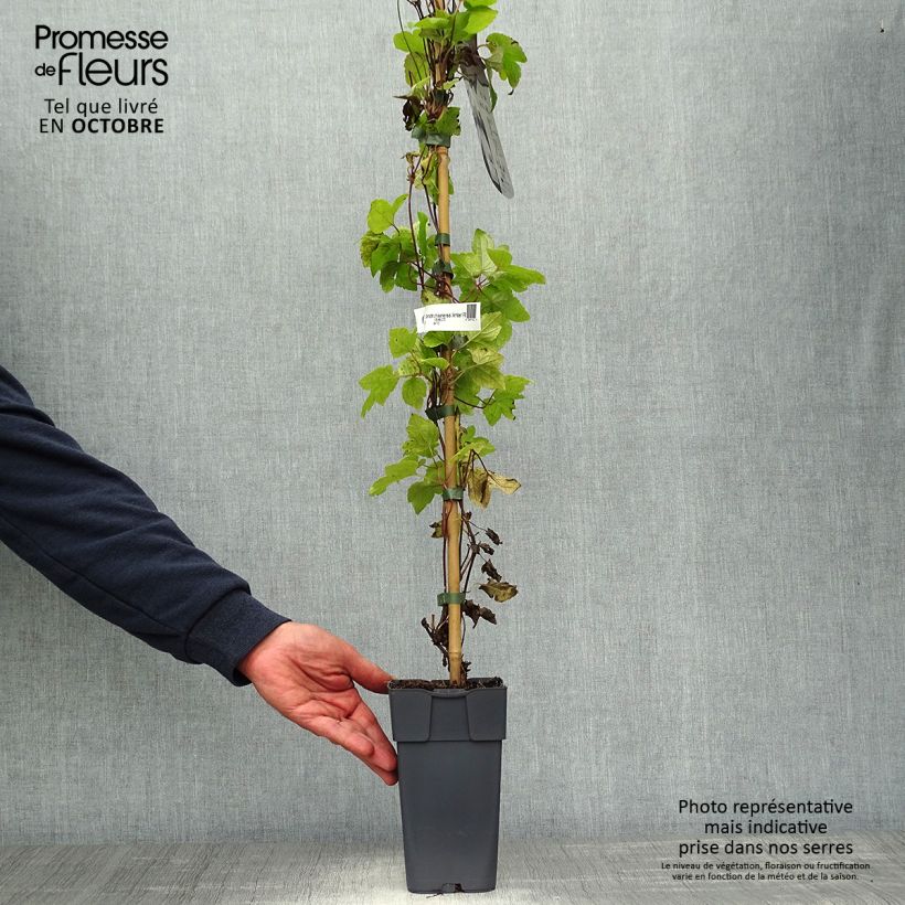 Ejemplar de Clematis koreana Amber Maceta 2L/3L entregado en otoño