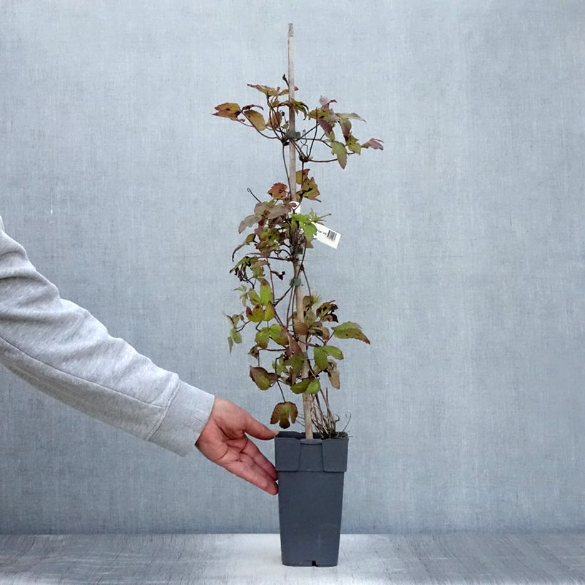 Ejemplar de Clematis koreana Amber Maceta 2L/3L entregado en verano