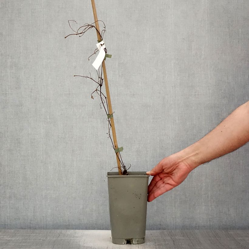 Clematis Lasurstern Maceta 1,5L/2L Ejemplar entregado en la primavera