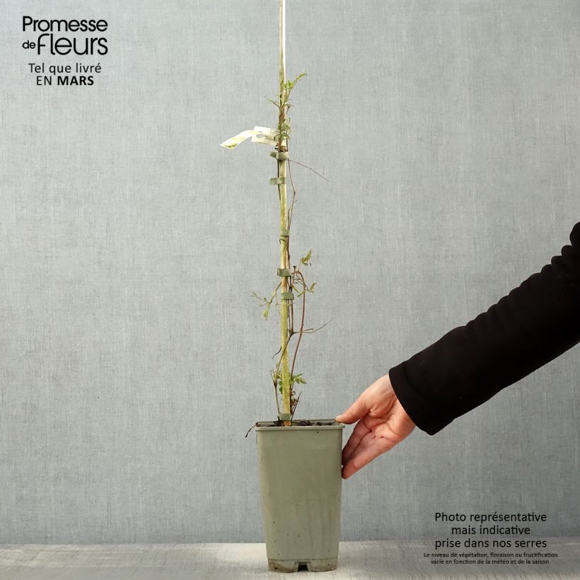 Clematis Lavallée n°1 Maceta 2L/3L Ejemplar entregado en la primavera