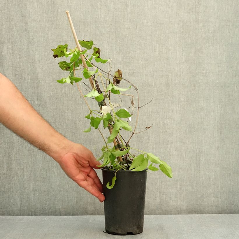 Ejemplar de Clématite - Clematis Madame Blanc Pot de 2L/3L entregado en verano