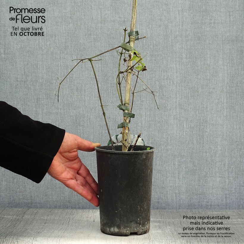 Ejemplar de Clematis Margaret Hunt Maceta 1,5L/2L entregado en otoño