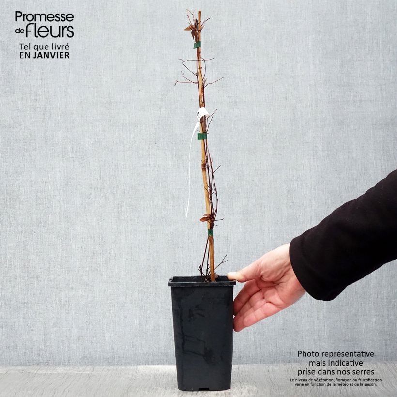 Clematis Marmori Maceta 1,5L/2L Ejemplar entregado en invierno