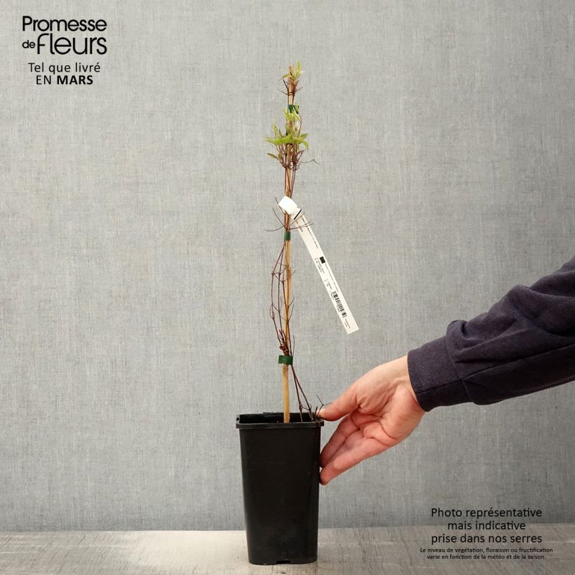 Clematis Marmori Maceta 1,5L/2L Ejemplar entregado en la primavera