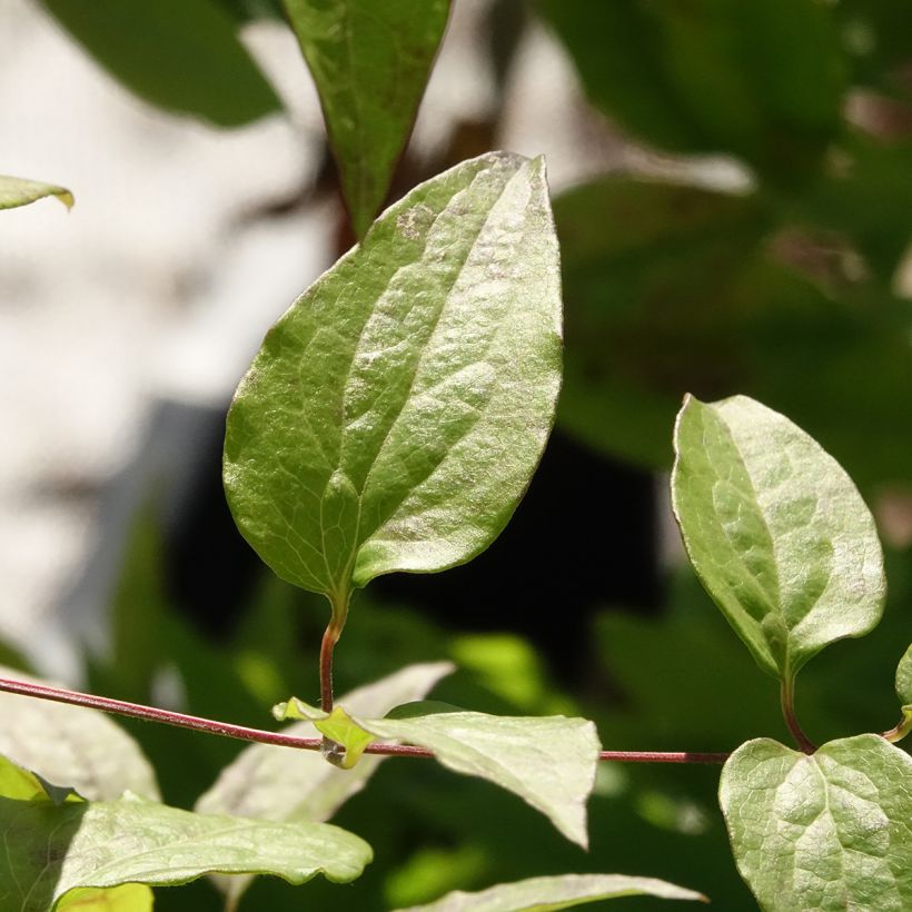 Clematis Marmori (Follaje)
