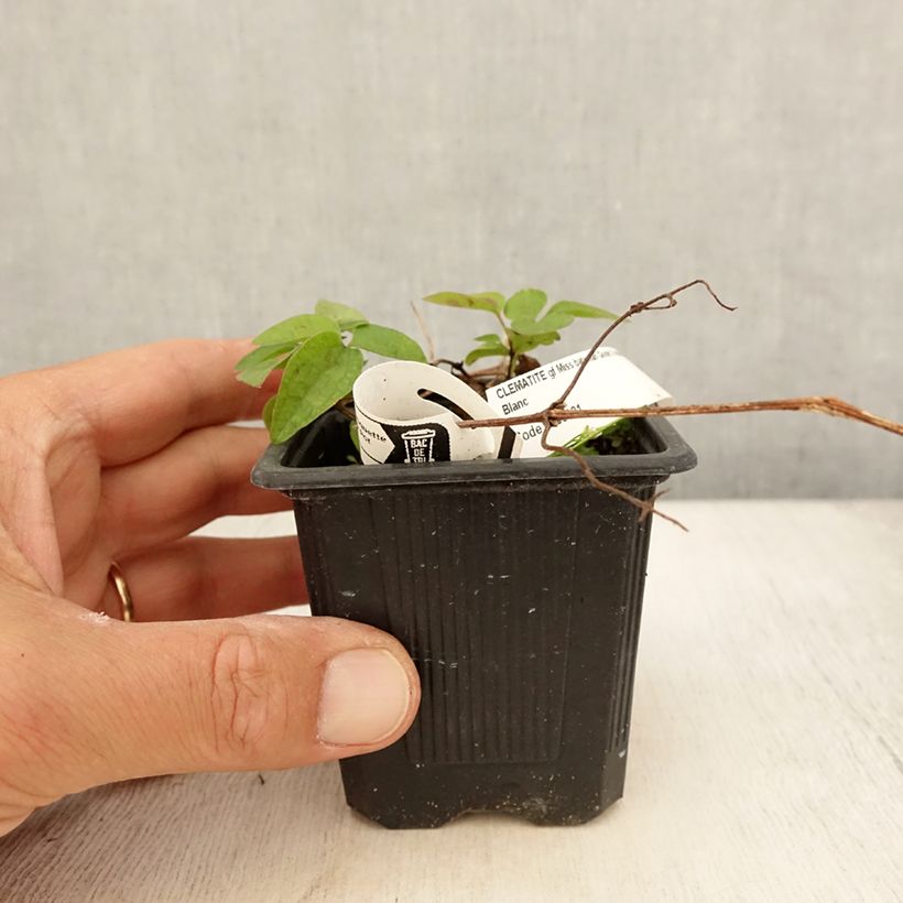 Ejemplar de Clematis Miss Bateman Maceta de 8/9 cm entregado en verano