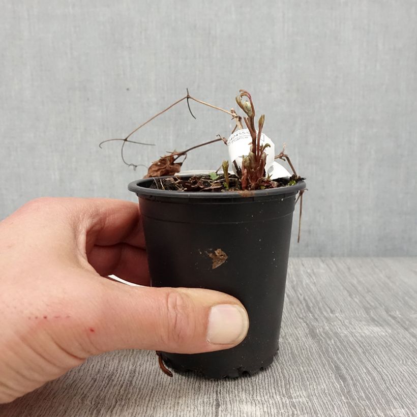 Clematis Miss Bateman Maceta de 8/9 cm Ejemplar entregado en la primavera