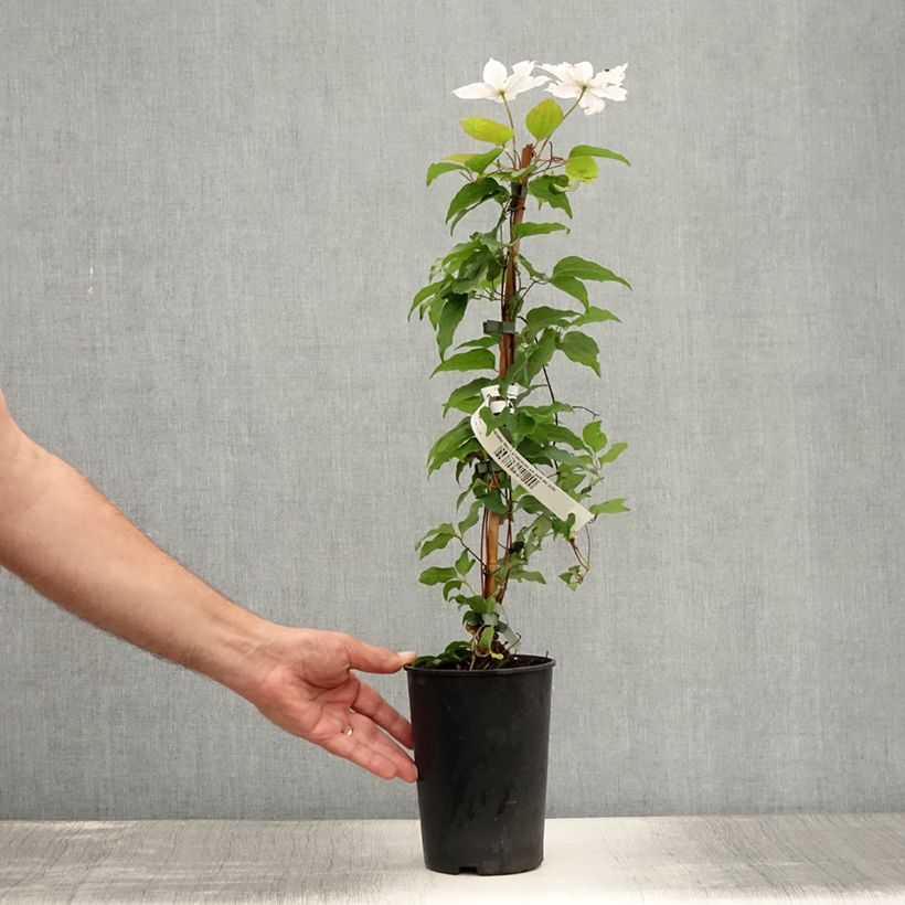 Ejemplar de Clematis Miss Bateman Maceta 2L/3L entregado en verano
