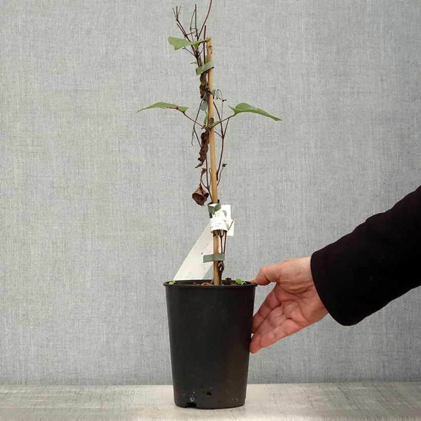 Ejemplar de Clematis Mon Amour Maceta 2L/3L entregado en otoño