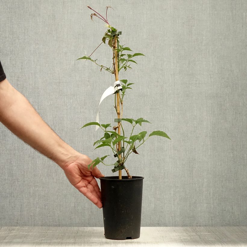 Ejemplar de Clematis montana Broughton star Maceta 2L/3L entregado en verano