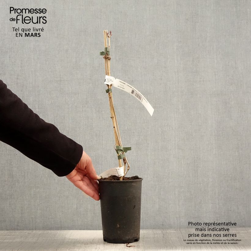 Clematis montana Elizabeth Maceta 2L/3L Ejemplar entregado en la primavera