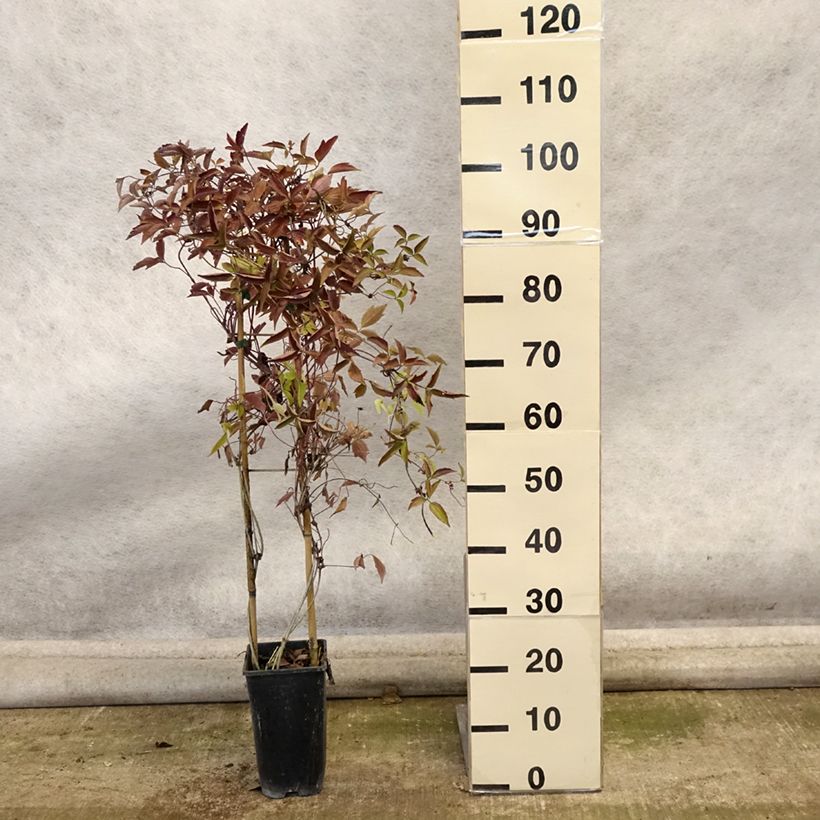 Ejemplar de Clematis montana Giant Star Maceta 3L/4L entregado en otoño