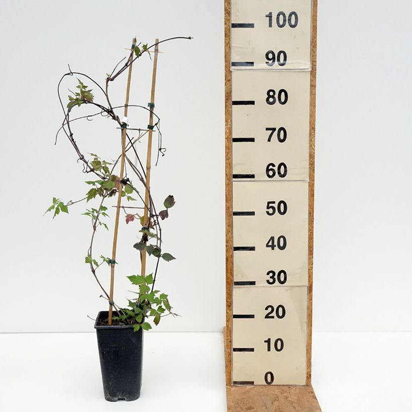 Ejemplar de Clematis montana Giant Star Maceta 3L/4L entregado en otoño
