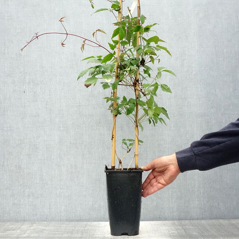 Clematis montana Giant Star Maceta 3L/4L Ejemplar entregado en la primavera