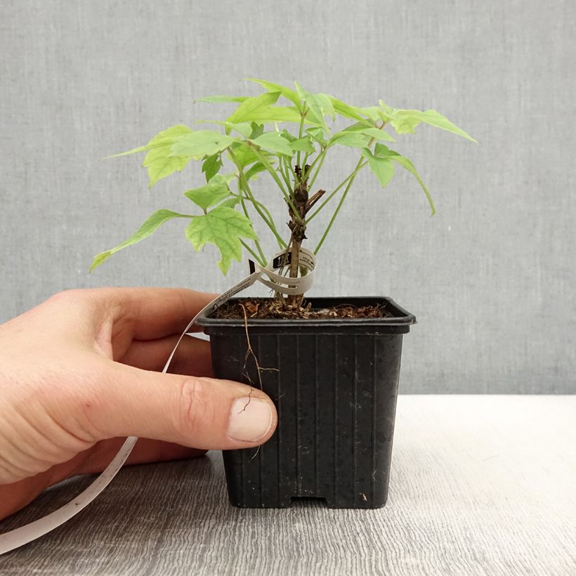 Clematis montana Grandiflora Maceta de 8/9 cm Ejemplar entregado en la primavera