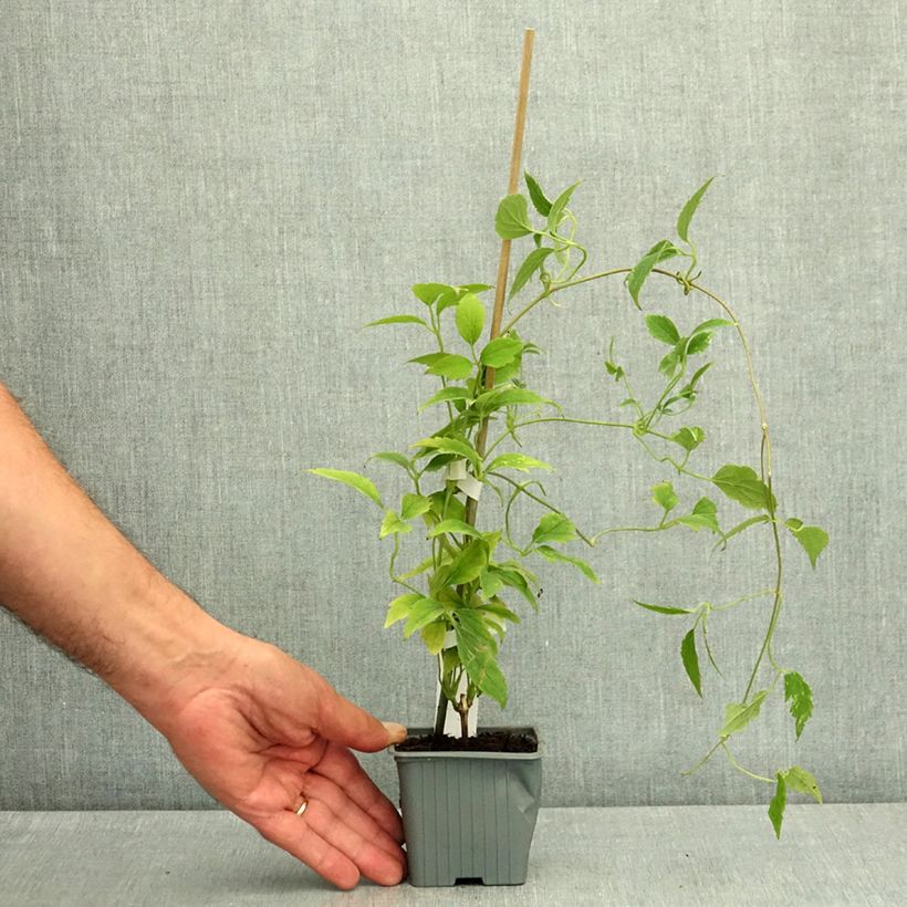 Ejemplar de Clematis montana Marjorie Maceta de 8/9 cm entregado en verano