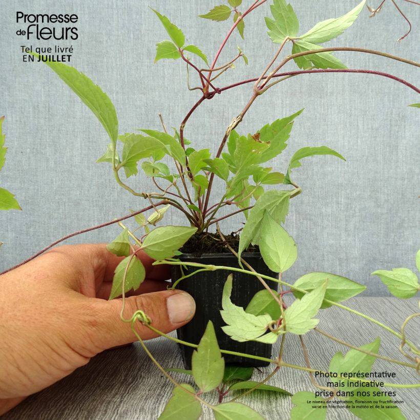 Ejemplar de Clematis montana Rubens Maceta de 8/9 cm entregado en verano