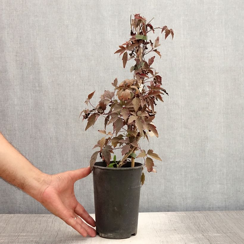 Ejemplar de Clematis montana Rubens Maceta 1,5L/2L entregado en verano