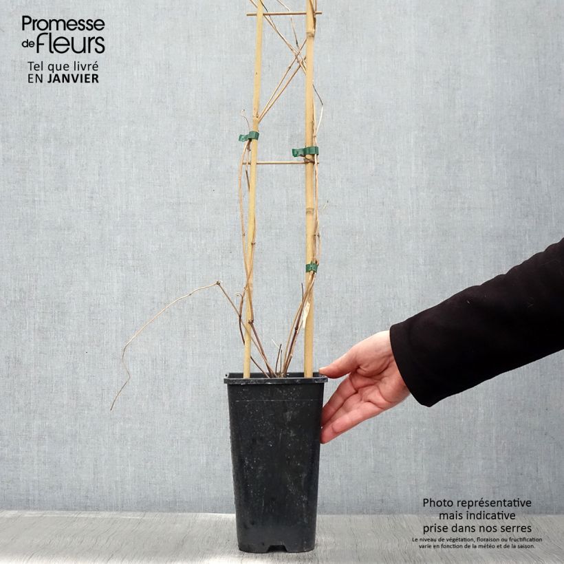 Clematis montana Spooneri Maceta 2L/3L Ejemplar entregado en invierno