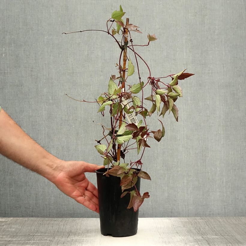 Ejemplar de Clematis montana Van Gogh Maceta 2L/3L entregado en verano