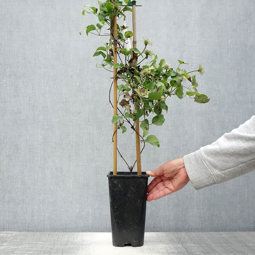 Ejemplar de Clematis Mrs N. Thompson Maceta 3L/4L entregado en verano