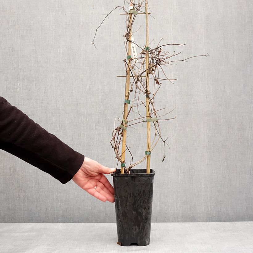 Clematis Mrs N. Thompson Maceta 3L/4L Ejemplar entregado en invierno