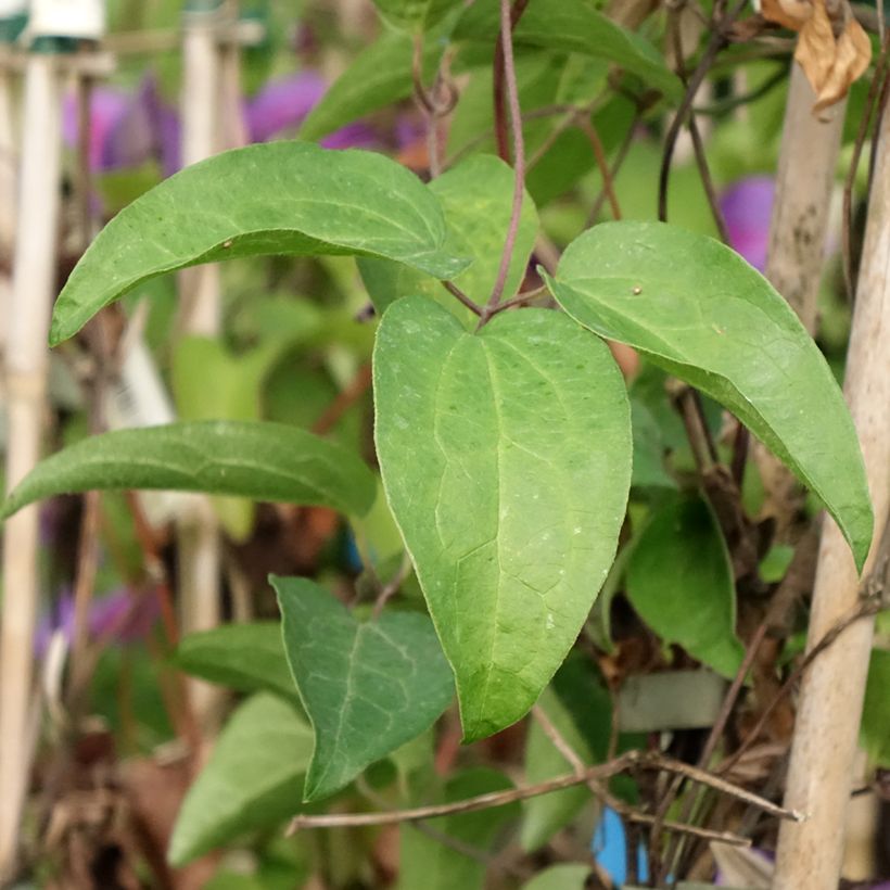 Clematis Mrs N. Thompson (Follaje)