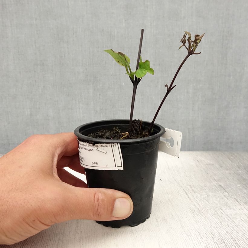Ejemplar de Clematis Multi Blue Maceta de 8/9 cm entregado en verano