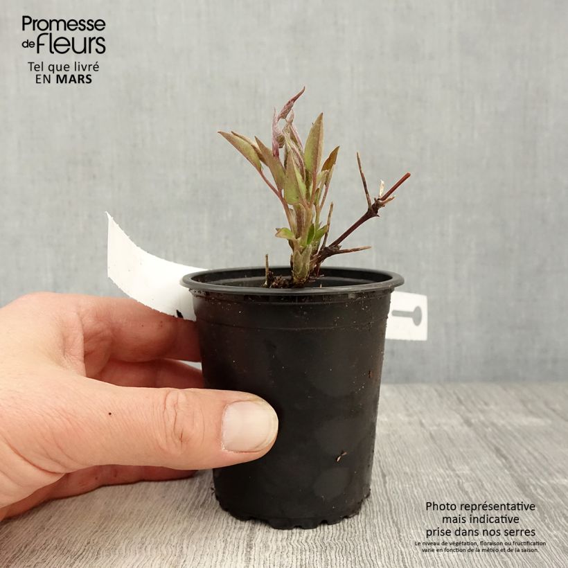 Clematis Multi Blue Maceta de 8/9 cm Ejemplar entregado en la primavera