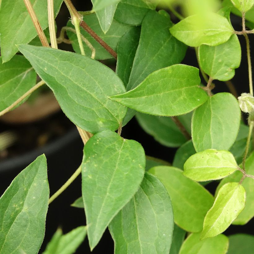 Clematis Myosotis (Follaje)